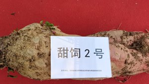 甜飼2號